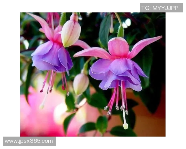 当你遇见姚明的那一刻你会明白什么是真正的篮球精神与人生态度